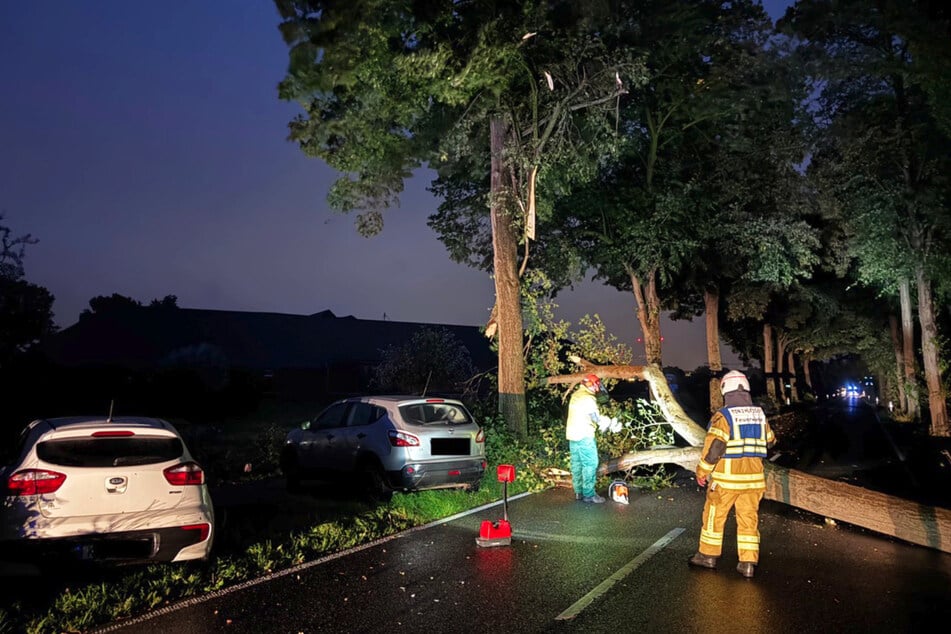 Autos weichen umgestürztem Baum aus und krachen ineinander