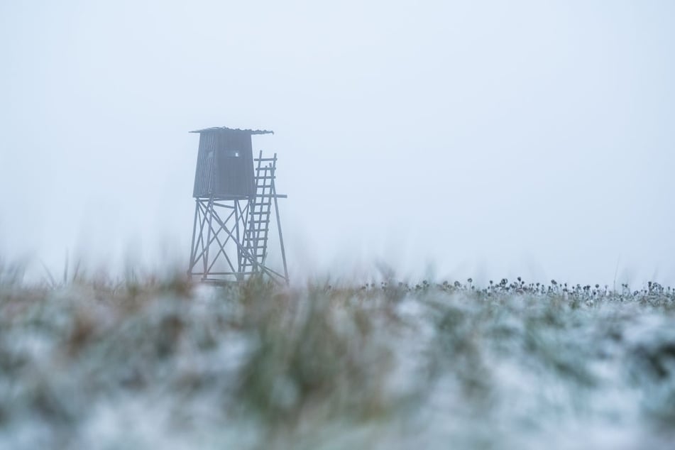 Der Wolf darf abgeschossen werden. (Symbolfoto)