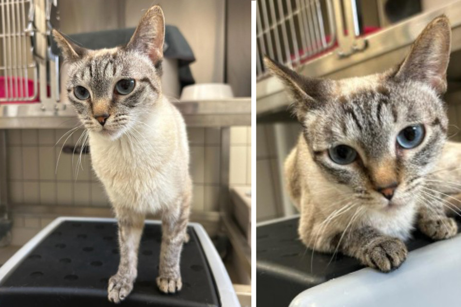 50 Katzen befreit: Gibt es ein Happy End für Yemina?