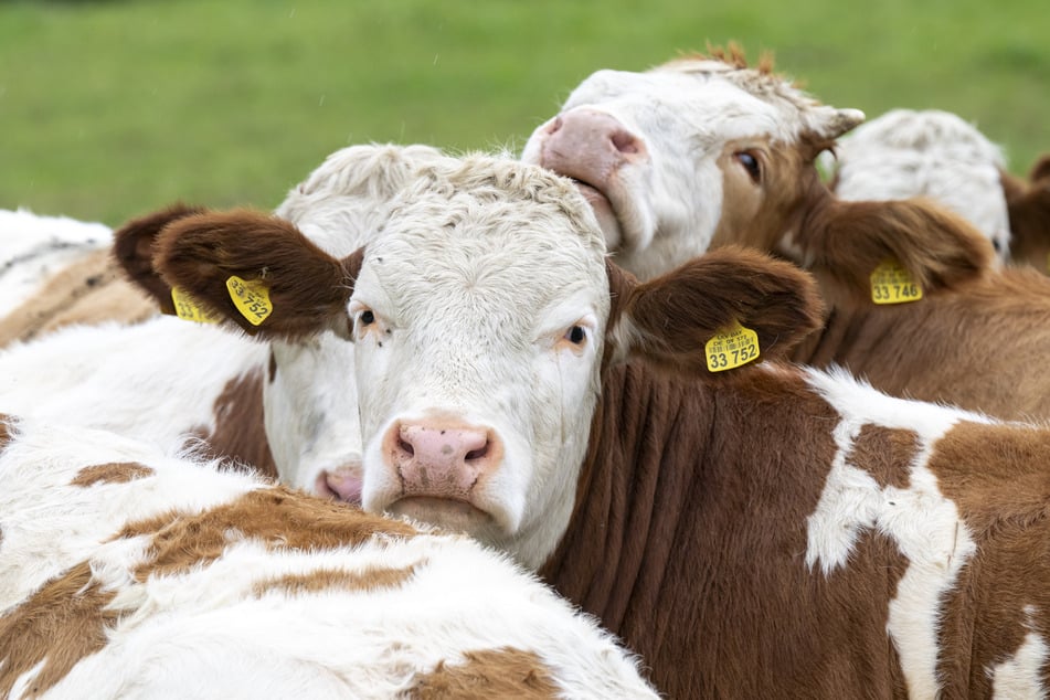 Kühe sollen am Spitzingsee Autos auf einem Parkplatz beschädigt haben. (Symbolbild)