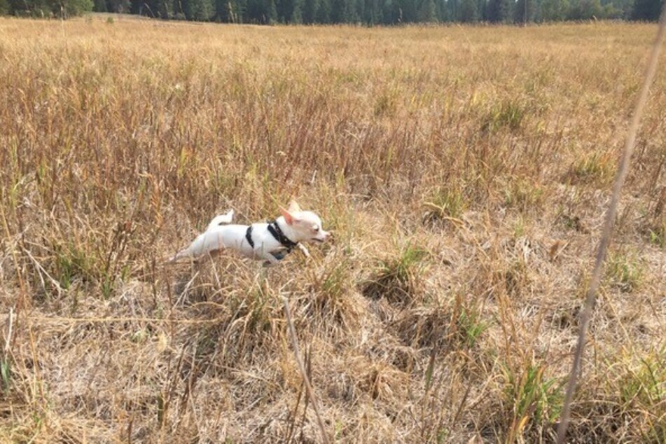 Wenn Gizmo im hohen Gras herum stromert, ist Hunde-Mama Kelly nicht weit weg und hält mit Adleraugen nach wilden Tieren oder frei laufenden Hunden Ausschau, die Gizmo für Beute halten könnten.