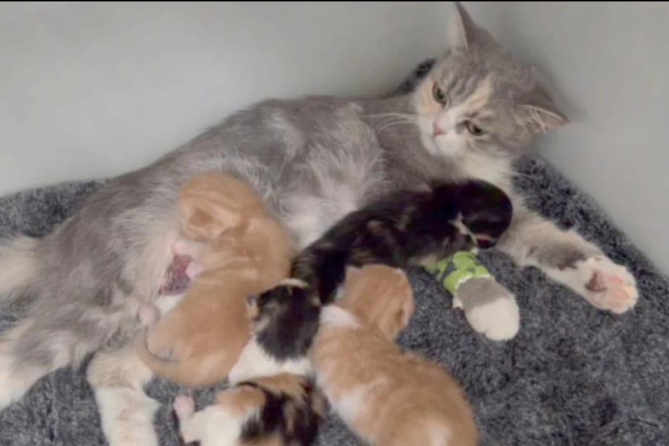 Zusammen mit ihren vier Kitten wurde Caramel in der Vorwoche eingeliefert, kurz danach bangte sie um ihr Leben.