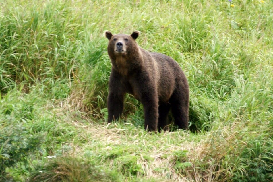 Russland ist berühmt für seine Bären. Besonders für Touristen in Sibirien gelten sie aber als allgegenwärtige Gefahr. Nun kam es im bei Campern beliebten Altai-Gebirge zu einem tödlichen Angriff. (Symbolfoto)