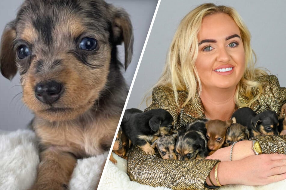 Dachshund may have welcomed record number of puppies with adorable litter