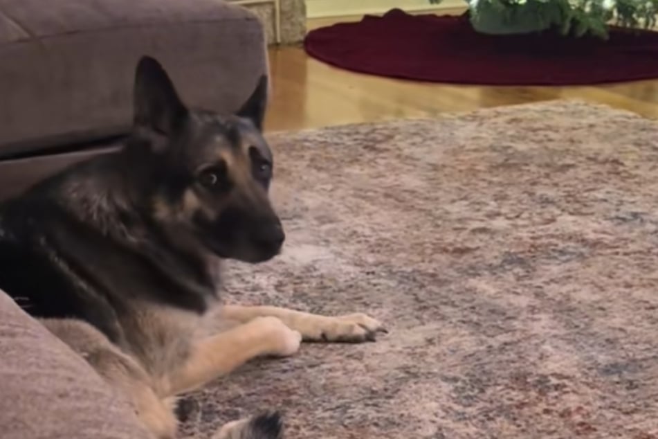 Trotzdem bleibt der Schäferhund ganz gelassen - auch, wenn er dann seiner Besitzerin einen verwirrten Blick zuwirft.