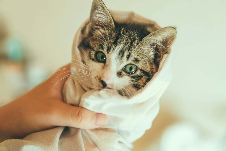 For safety and less stress, try swaddling the cat in a towel or blanket by using the "burrito wrap" method.