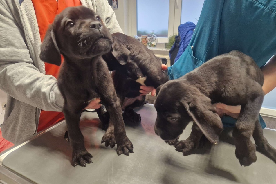 Die Hundewelpen wurden in einer Tierklinik liebevoll versorgt.
