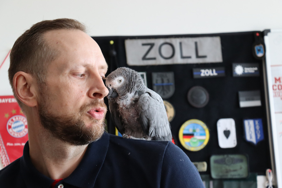 Der Graupapagei machte es sich auf der Schulter eines Zollbeamten gemütlich.