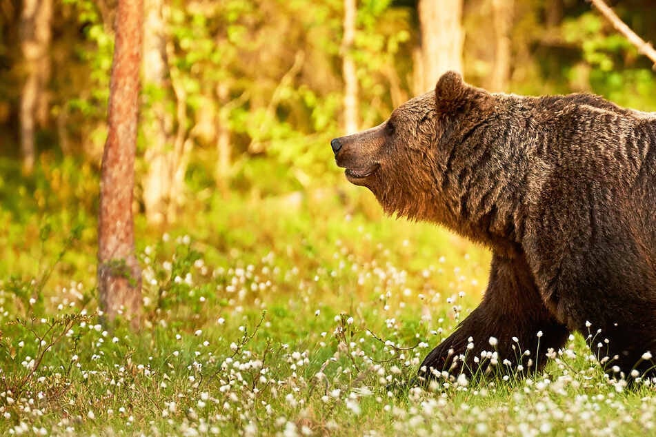 Spuren eines Braunbären in Oberbayern gesichtet