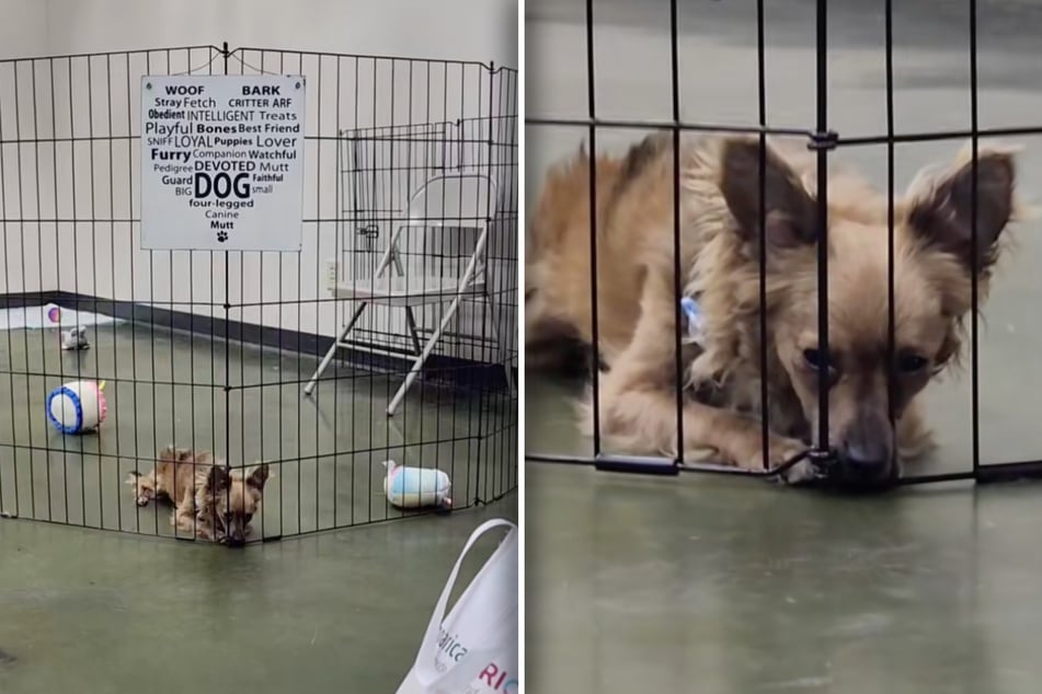 Alle anderen Hunde hatten Glück, nur Darby sitzt am Ende einer Adoptionsveranstaltung wieder mal alleine da.
