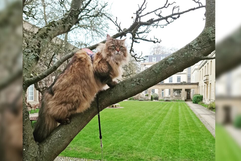 Damit für seine tägliche Bewegung gesorgt ist, darf der Kater auch die Bäume auf dem Campus-Gelände erkunden.