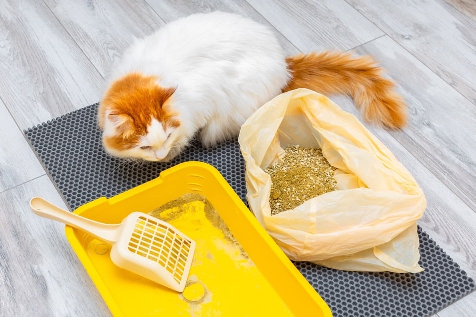 Hat man das Katzenklo gereinigt, muss man die Streu im richtigen Müll entsorgen.