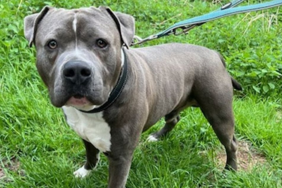 Staffy-Mix Dobby hofft auf eine neue Chance: Der hübsche Rüde sucht Menschen, die mit ihm durch dick und dünn gehen.