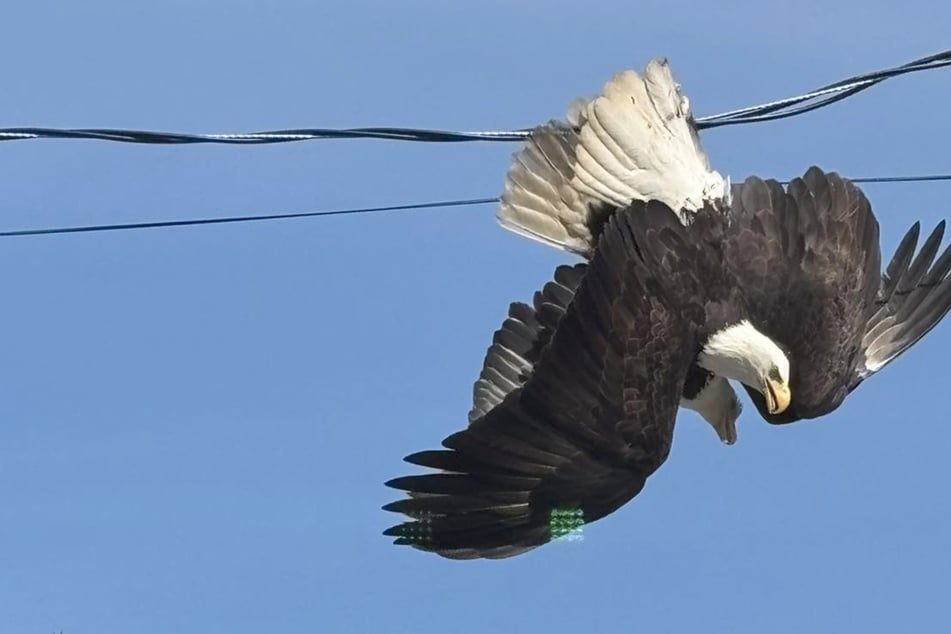 Nicht ganz so majestätisch: Adler-Duell endet kopfüber in Stromleitung