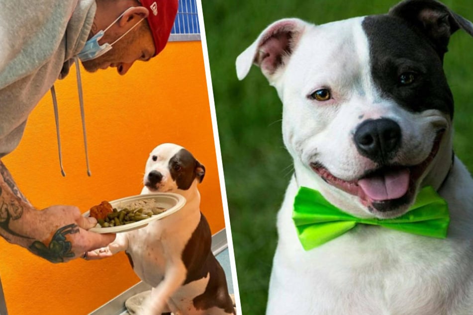 Duke has been living in the shelter for six years. Each year, the shelter advertises the dog with cute pictures.