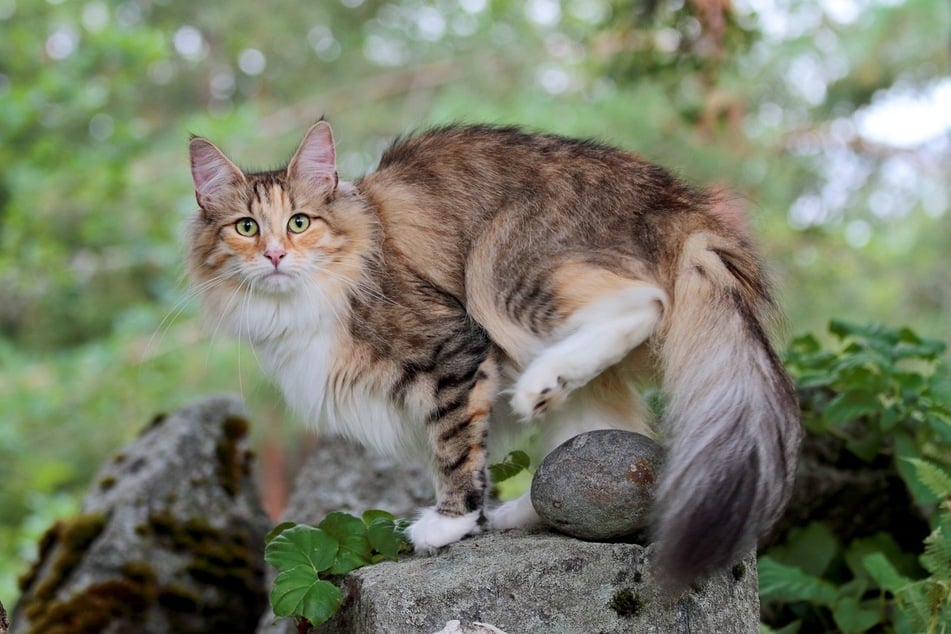Have you ever seen a cat with a more impressive tail than the Norwegian forest cat?
