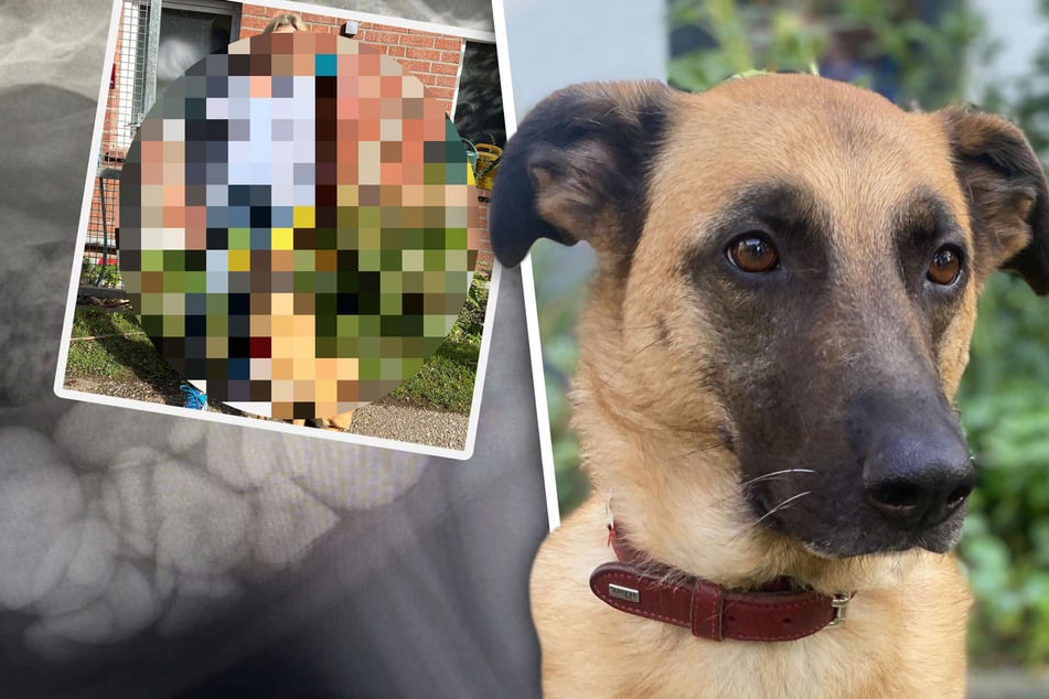 Hund geht nach Operation in den Hungerstreik: Dann lernt er ganz besondere Menschen kennen