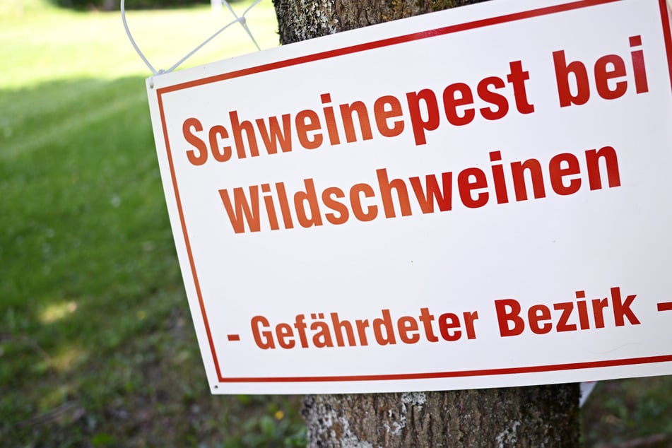 Zahlen steigen an: Immer mehr Fälle von Schweinepest in NRW