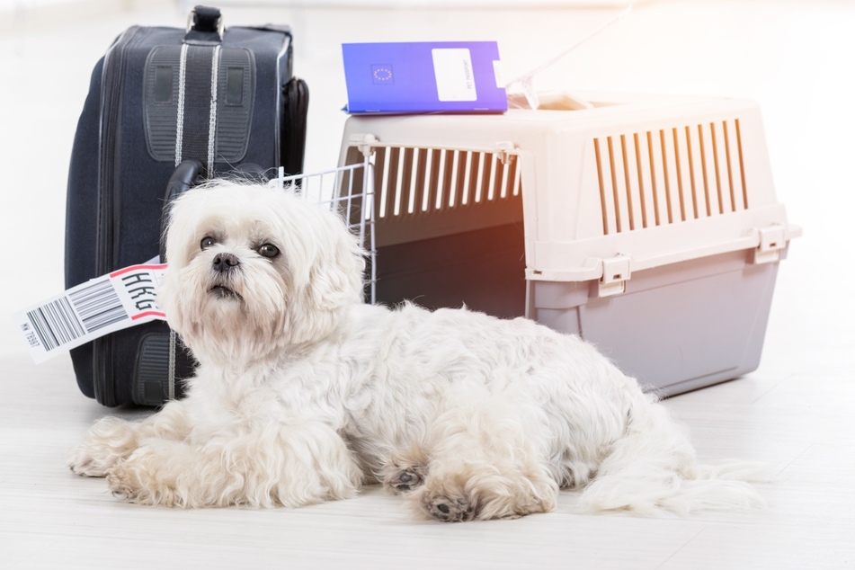 Mit der richtigen Transportbox können Hunde problemlos mitfliegen.