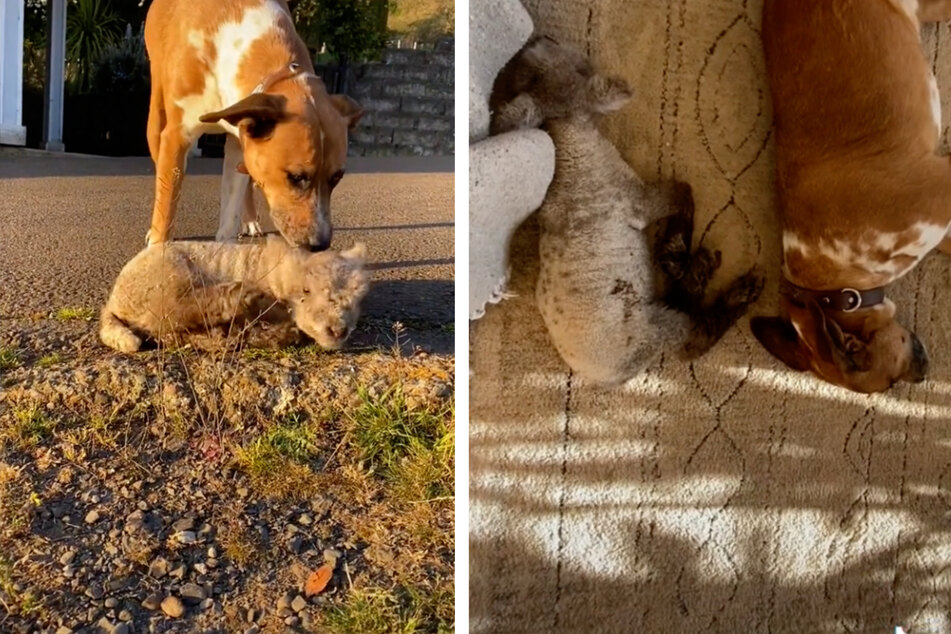 Max the pooch adopted the little lamb as its own.