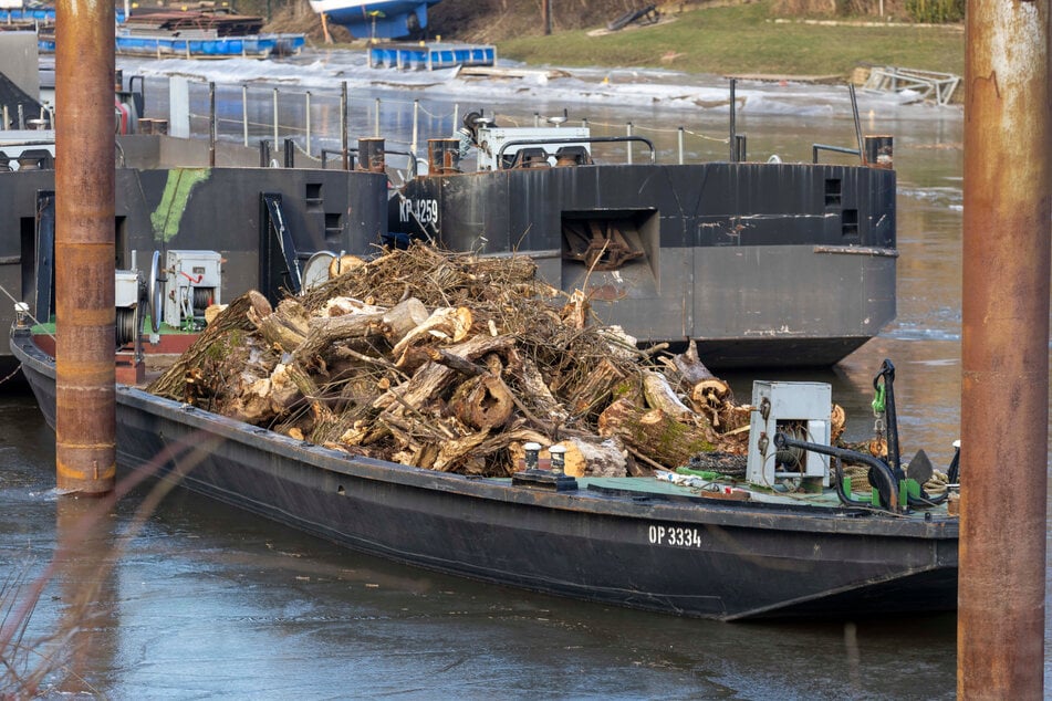 Im Pieschener Hafen liefen ganze Kähne mit Treibgut an.