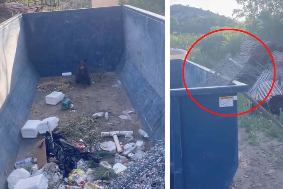 Baby bear goes dumpster diving and gets stuck!
