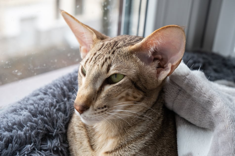 Die Orientalische Kurzhaarkatze hat Fledermausohren und eine schmale Nase.