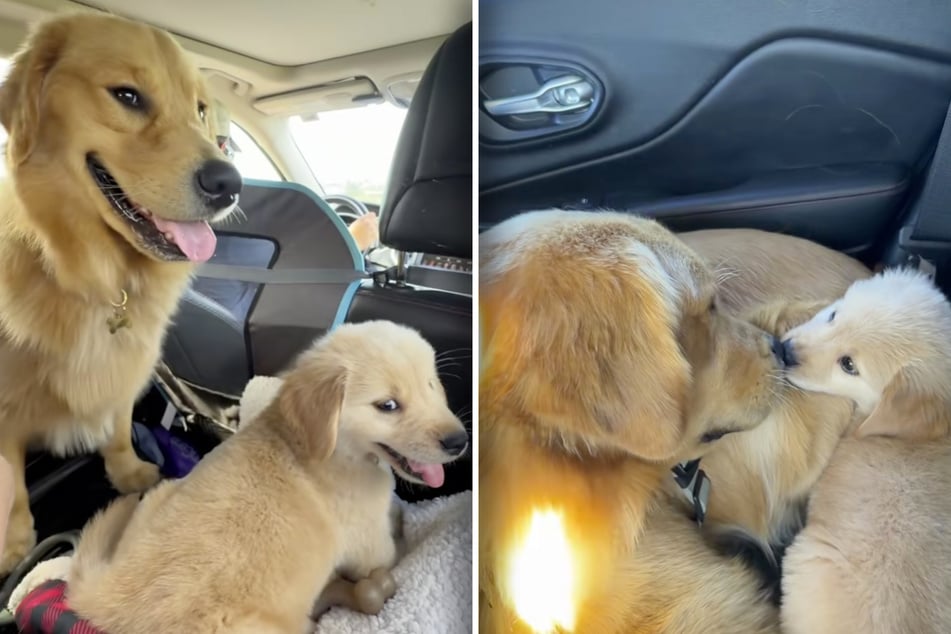 Golden Retriever holt Welpen mit Besitzern ab: Was dann folgt, verzückt so viele