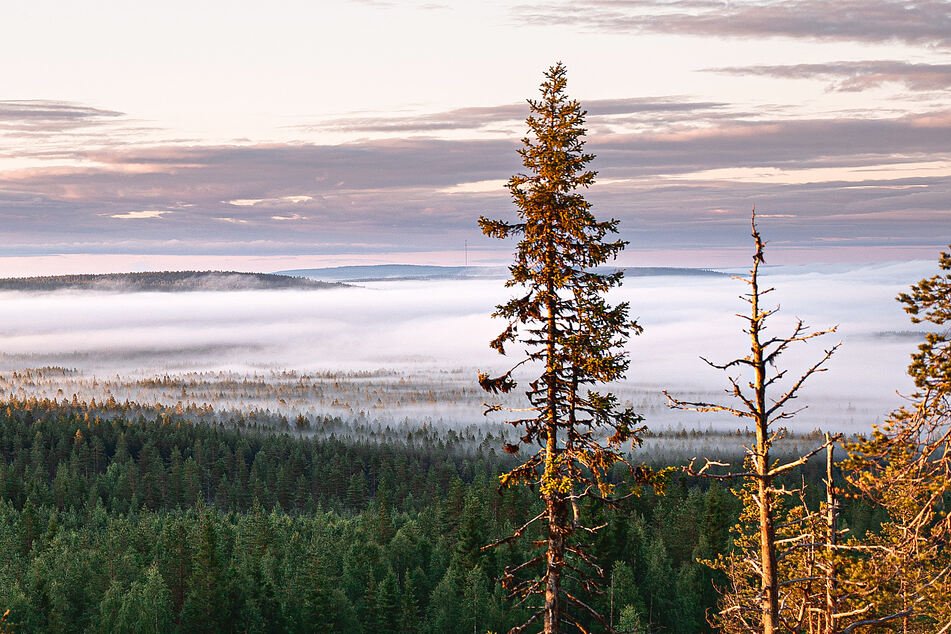 Trees are supposed to be a good thing, not a sign of our climate crisis!