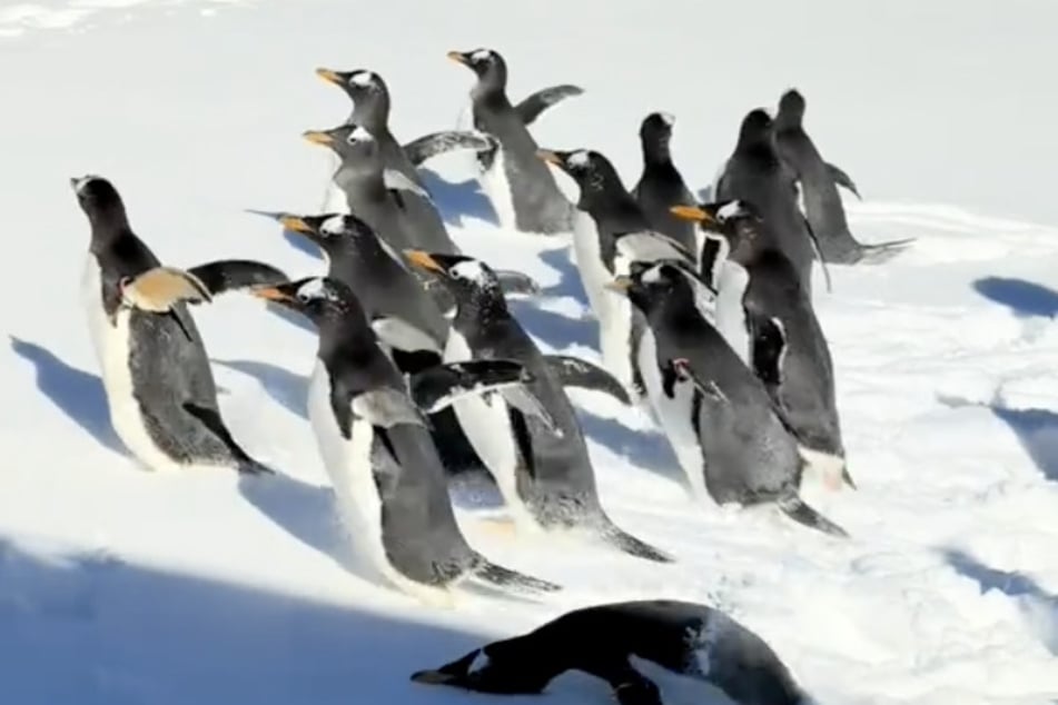 Die Pinguine genossen den Schneetag in vollen Zügen.