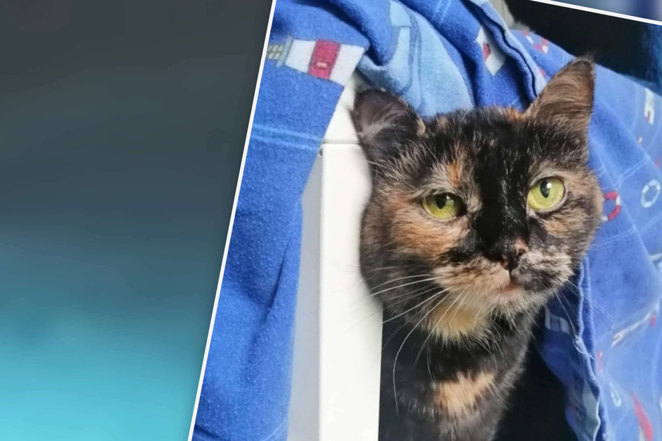 Katze landet nach 15 Jahren im Tierheim und ist todunglücklich