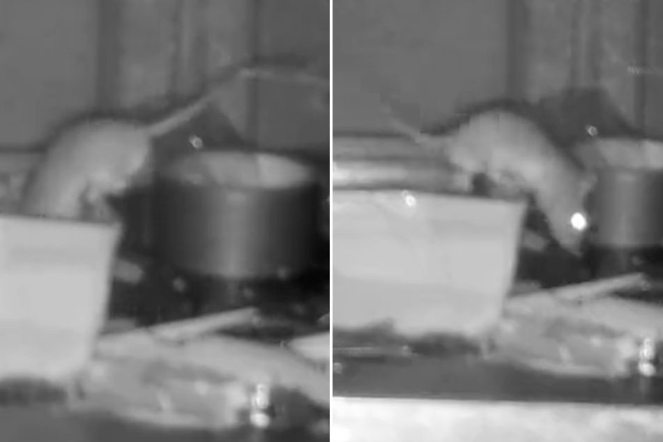 Very tidy mouse caught secretly cleaning by night vision camera!