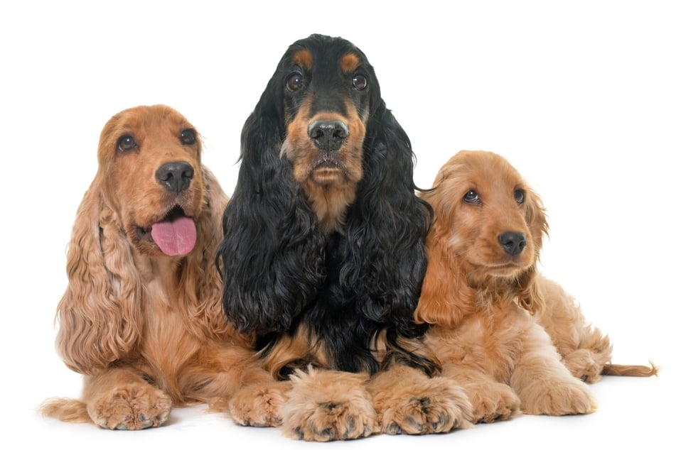 English cocker spaniels are very popular in the British royal family.