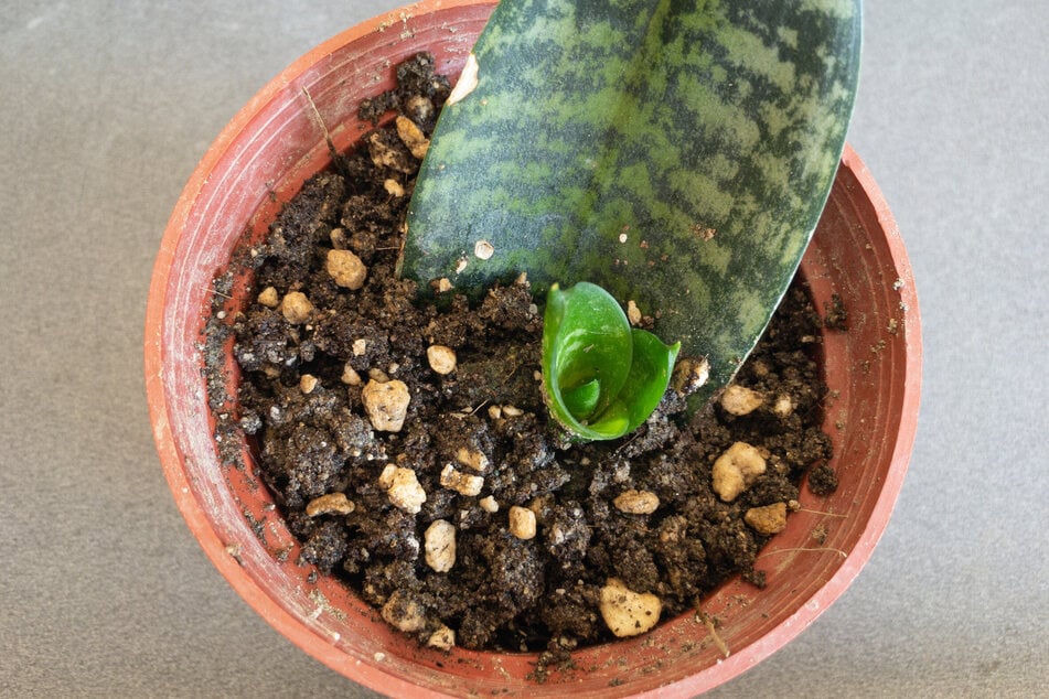 Sansevieria vermehren: Aus Stecklingen bilden sich neue Rosetten.