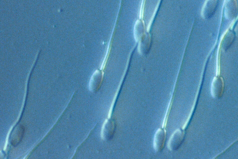 Bevor Sperma "rostet": Neue Studie zeigt, warum häufiges Masturbieren gesund sein kann