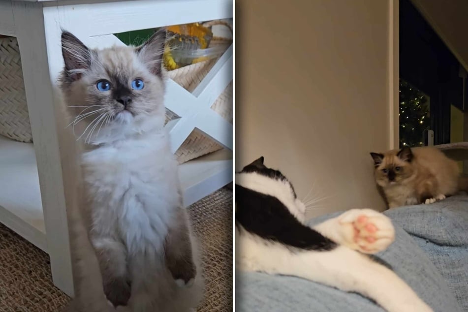 Malý kocourek Bambi má u starého kocoura Milo opravdu špatné karty.