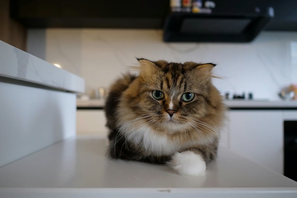 Was eine Katze wirklich denkt, lässt sich schwer an ihrem Gesicht ablesen.