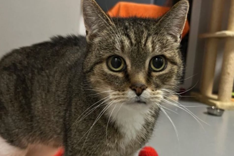 Kater Clemens kam nach einer Wohnungsräumung ins Bergheimer Tierheim.