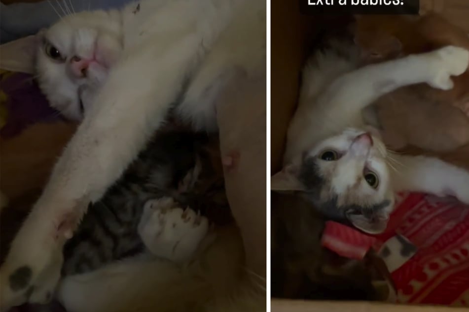 Katzenmama hört ein leises Wimmern – kurz darauf adoptiert sie vier Babys