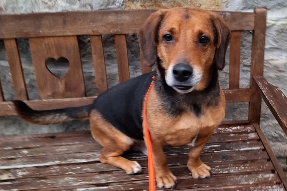 Fred benötigt ein wenig Zeit, um Vertrauen zu fassen. Gegenüber andren Hunden und fremden Menschen ist er erst einmal misstrauisch.