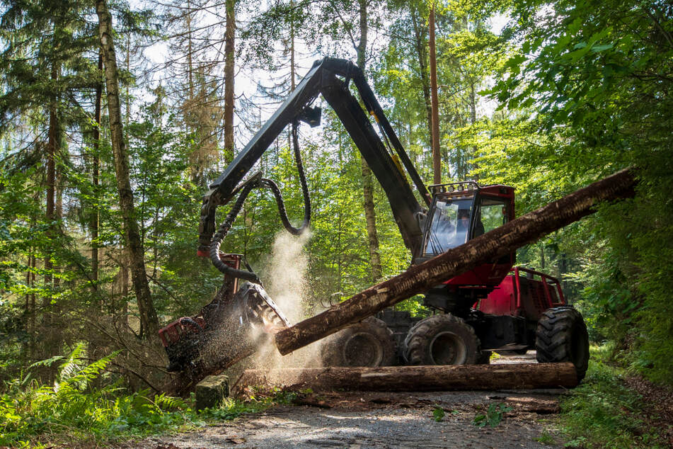 Mehr als zehn Millionen Kubikmeter Schadholz wurde seit Oktober 2017 aus Sachsens Wäldern geholt.