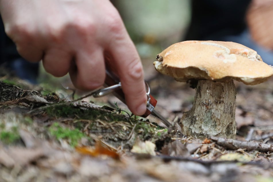 Pilzsammler muss Nacht im Wald verbringen: Bergwacht rückt zu Rettung aus