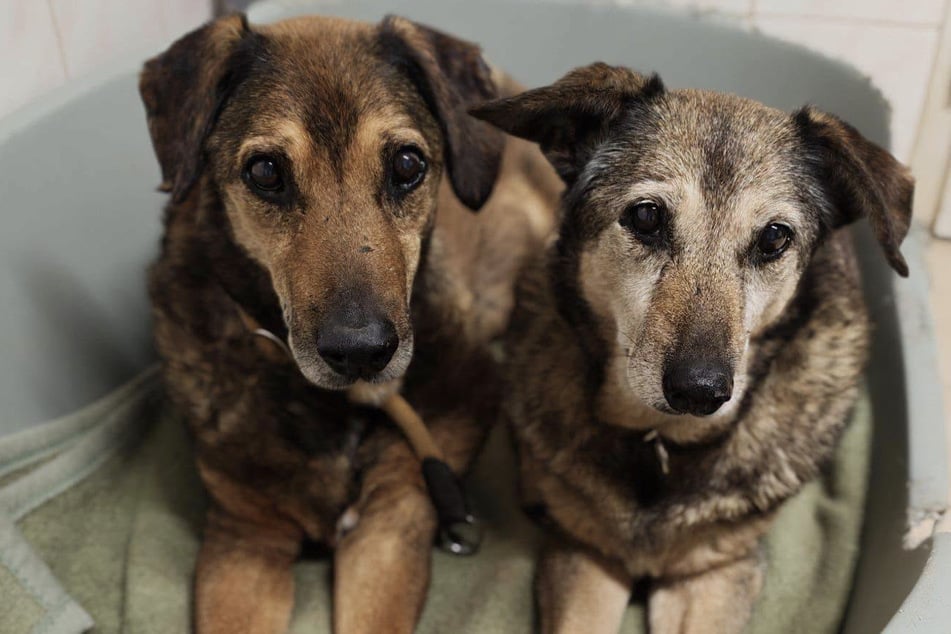 Gizi und Percy suchen noch immer nach einer liebevollen Familie.