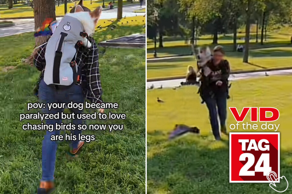 Today's Viral Video of the Day shows the adorable bond between a dog owner and her paralyzed, but still playful, pup.