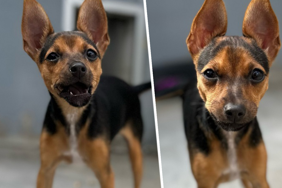 Kleines Hundemädchen mit großem Herzen: Pinscher-Welpe sucht liebevolles Zuhause