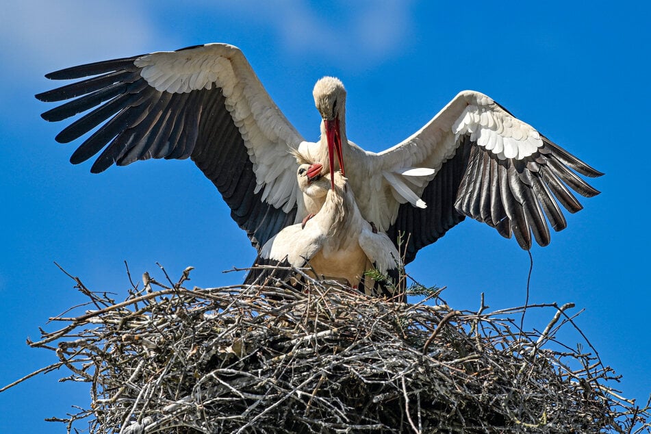 Nur die Liebe zählt: Mittlerweile ist auch eine Frau bei Gustav eingezogen.