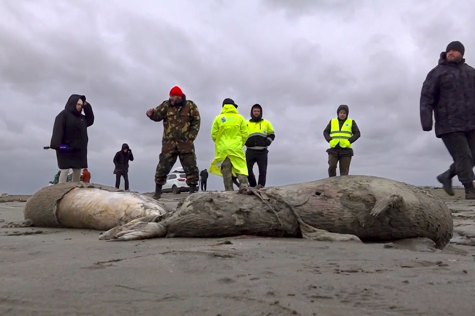 Tragischer Fund in Russland: Hunderte tote Kaspische Robben entdeckt