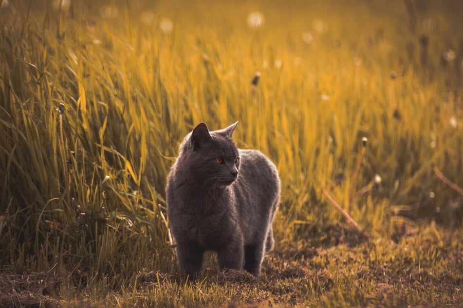 The ideal time to get cats used to the outdoors is in the early evening, before feeding time.