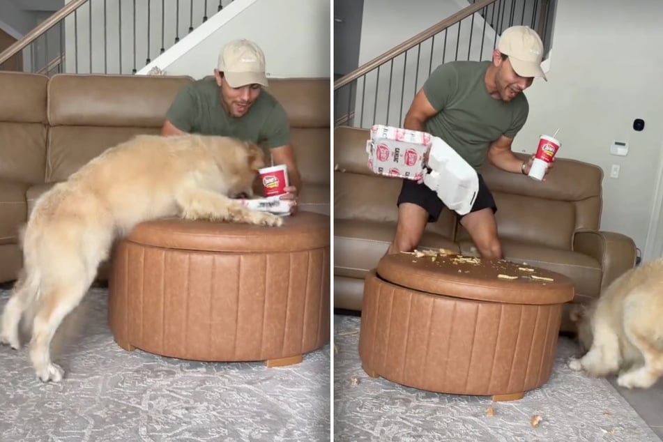 Golden Retriever Bauer "liefert" und stürzt sich nach wenigen Sekunden auf das Essen, verschlingt so viel er kann, so schnell er kann.