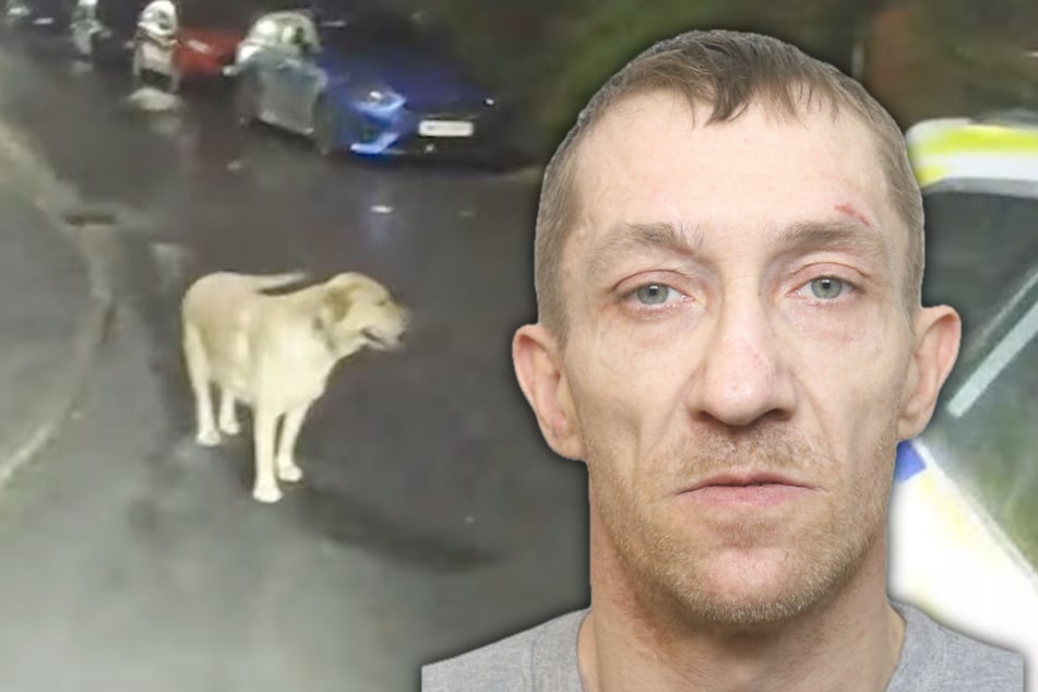 Mann flüchtet vor Polizei und lässt seinen Labrador zurück - doch der Hund führt die Beamten direkt zu ihm